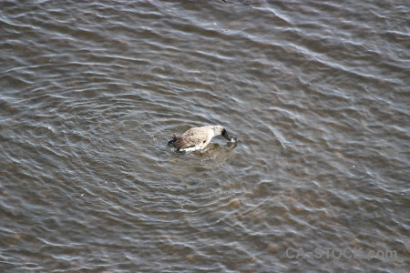 Bird animal pond aquatic water.