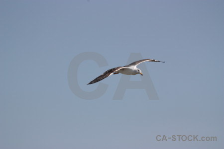 Bird animal sky flying.