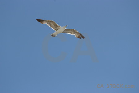 Bird animal sky flying blue.