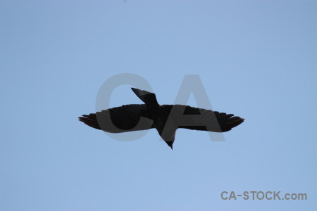 Bird animal sky flying jackdaw.