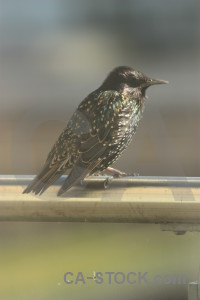 Bird animal starling.