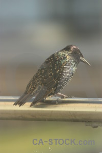 Bird animal starling.