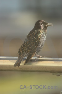 Bird animal starling.