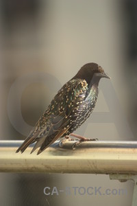 Bird animal starling.