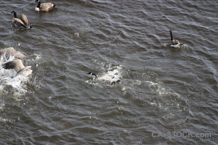 Bird animal water pond aquatic.