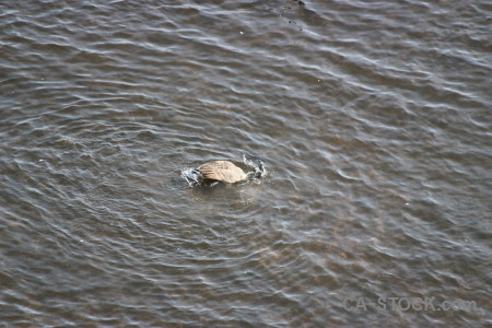 Bird animal water pond aquatic.