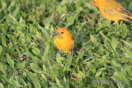 Bird animal yellow green orange.