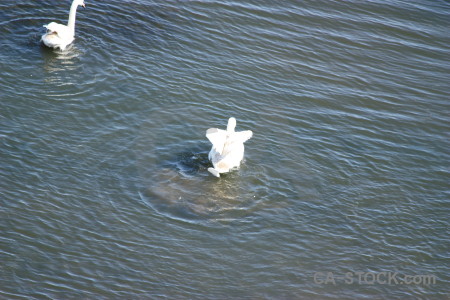 Bird aquatic animal pond water.