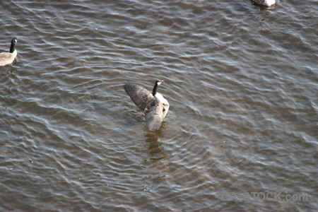 Bird aquatic animal water pond.