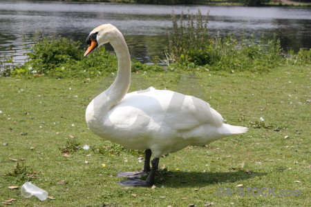 Bird aquatic green animal swan.