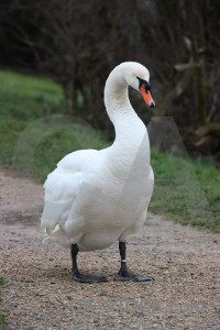 Bird aquatic swan green animal.