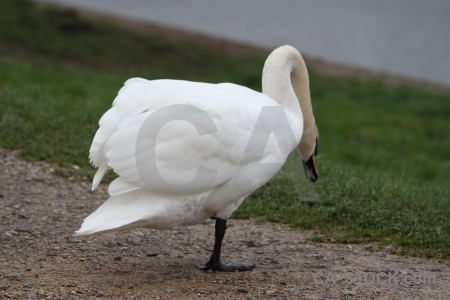 Bird aquatic swan pond animal.