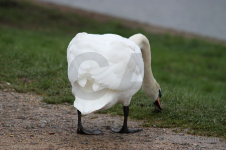 Bird aquatic water animal swan.