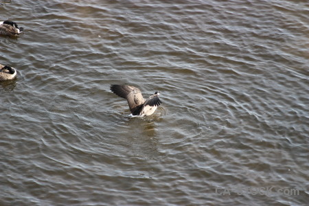 Bird aquatic water pond animal.