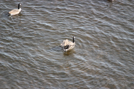 Bird aquatic water pond animal.