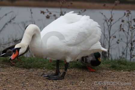 Bird aquatic water pond animal.