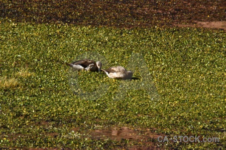 Bird atacama desert altitude water duck.