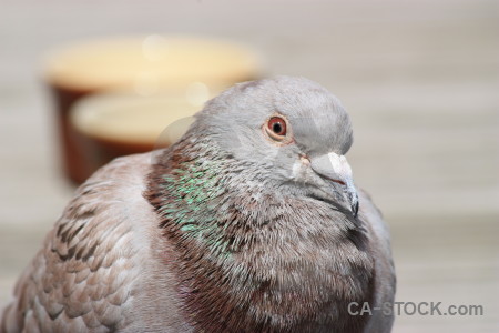 Bird dove animal gray pigeon.