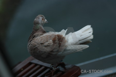 Bird dove animal pigeon.