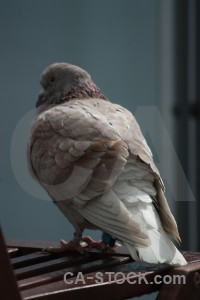 Bird dove pigeon animal.