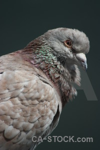 Bird dove pigeon animal.