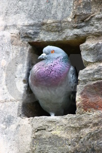 Bird dove pigeon animal white.