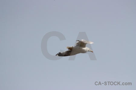 Bird europe javea seagull spain.