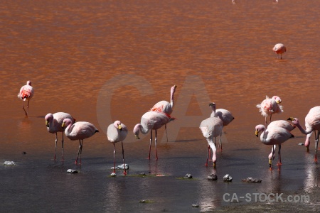 Bird flamingo bolivia south america animal.