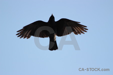 Bird flying animal sky jackdaw.