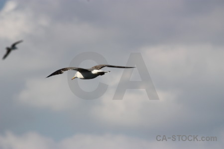 Bird flying gray animal sky.