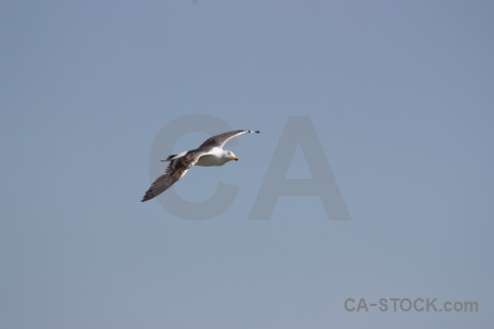 Bird flying sky animal.