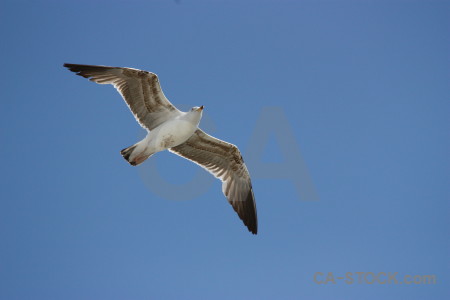 Bird flying sky animal blue.