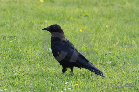 Bird grass animal green crow.