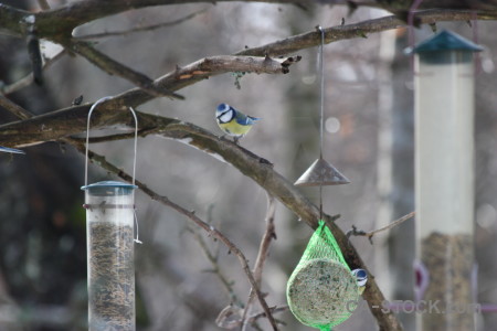 Bird gray animal.