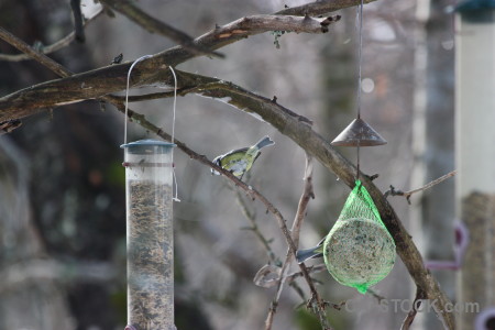 Bird gray animal.