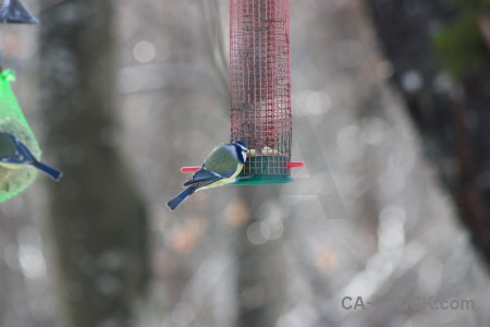 Bird gray animal.