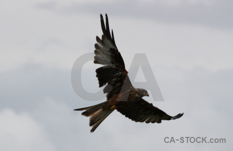 Bird gray flying sky animal.