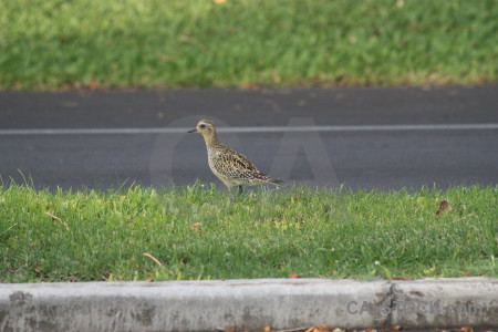 Bird green animal.