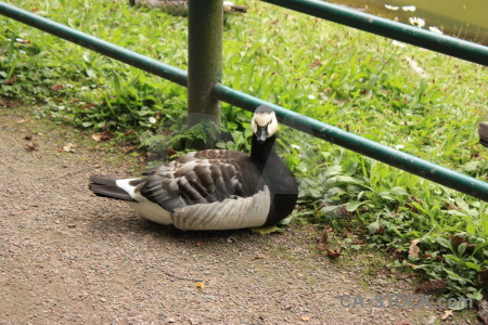 Bird green animal aquatic.