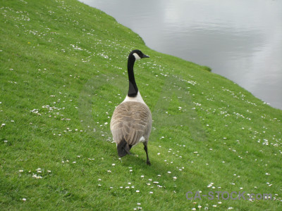 Bird green animal aquatic.