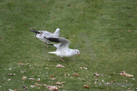 Bird green animal seagull.