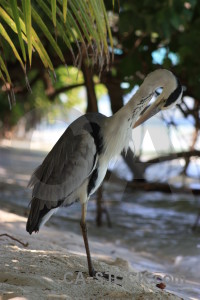 Bird heron animal green.