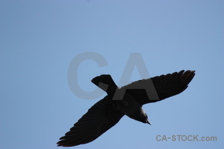 Bird jackdaw flying sky animal.