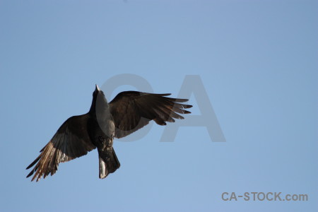 Bird jackdaw flying sky animal.