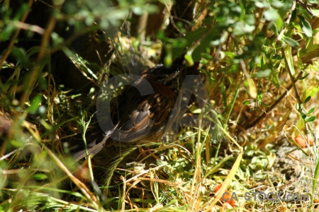 Bird leaf colca canyon valley south america.