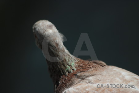 Bird pigeon animal black dove.