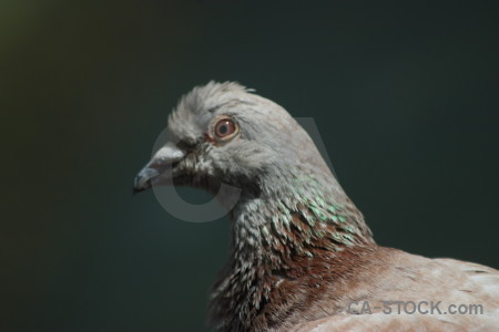 Bird pigeon black animal dove.