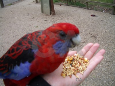 Bird pink animal red parrot.