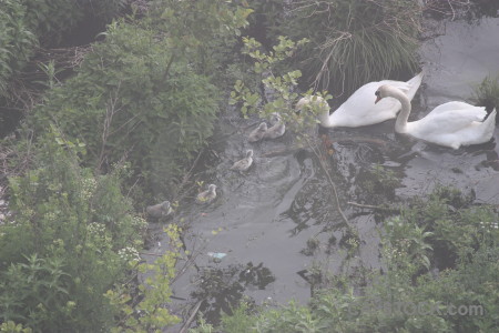 Bird pond animal aquatic water.