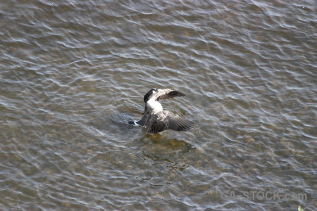 Bird pond water aquatic animal.
